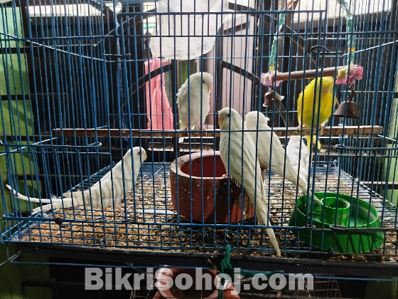 বারজিকার পাখি এলভিনো